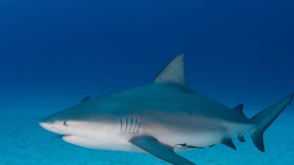 Tajemství žraloků bělavých