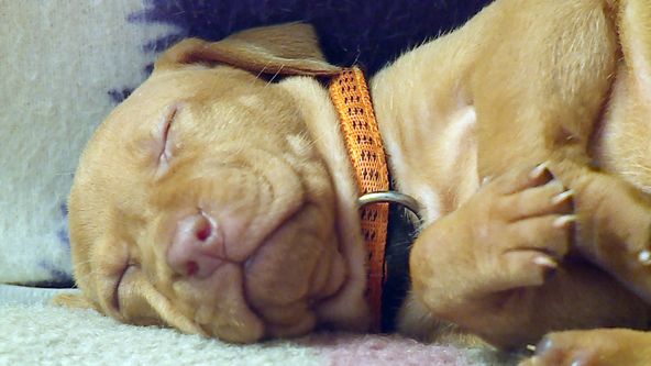 Tierbabys - süß und wild!