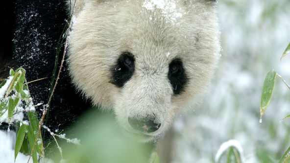 Vzácní přeživší: Legendární čínská divoká zvířata