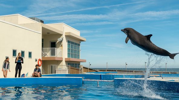 Můj kamarád delfín