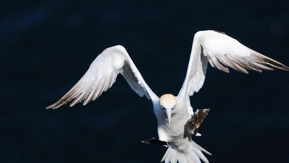 Skotsko - nová divočina (1)