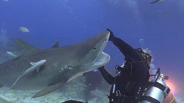 Hledání ztraceného žraloka