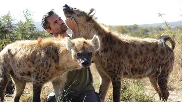 Zabijácké IQ: Lev versus hyena (1)