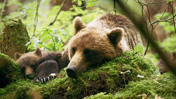 Zázračná planeta: Poslední ráje na Zemi - Aljaška