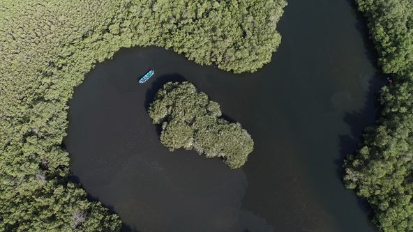 Tajemný život v mangrovech (2)