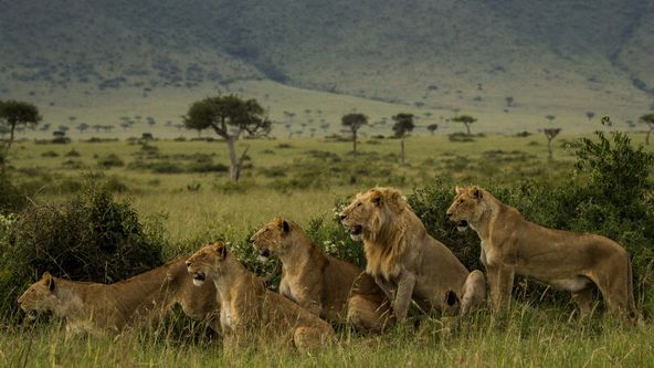 Linie predátorů (5)