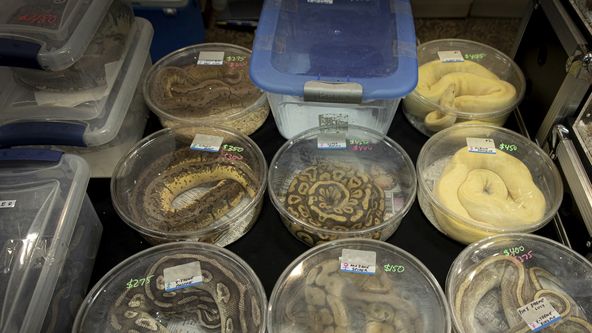 Krajty, nelegální obchody s exotickými zvířaty