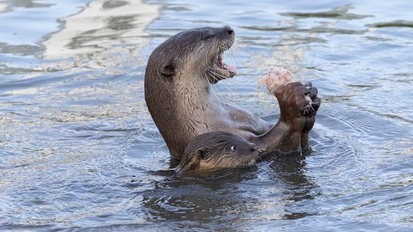 Vydry ve městě (2)