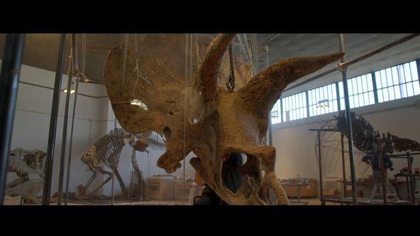 Vydražte si svého dinosaura