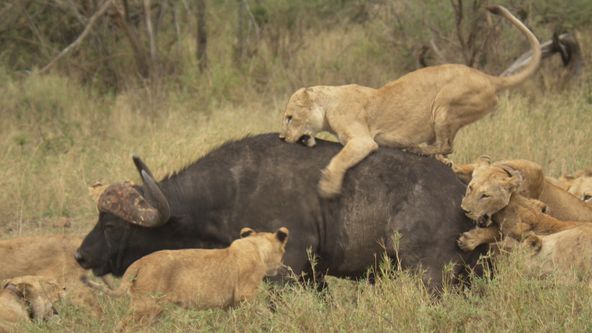 Království divočiny: Ze života lvíčat, Tanzanie