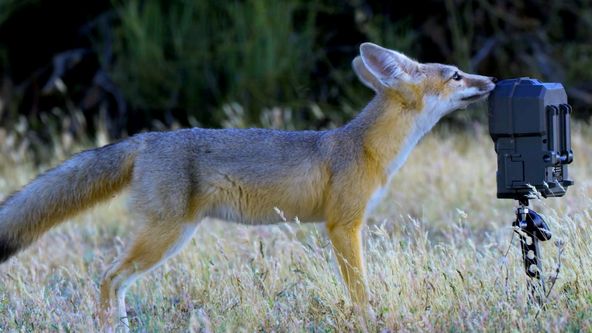 Planeta Kalifornie (2/2)