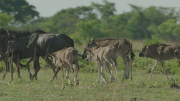 Afričtí lovci II (4)