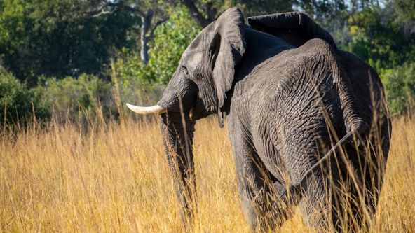 Kolosální zvířata (2)