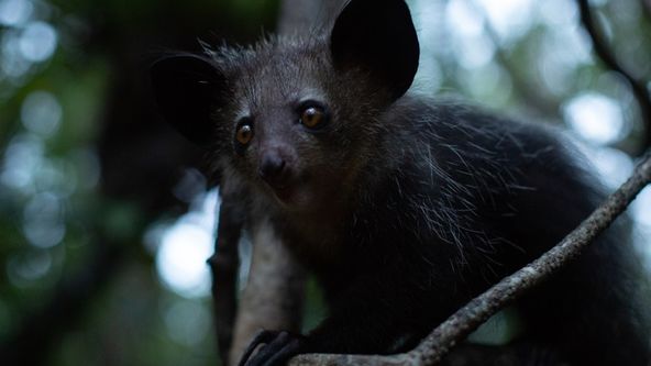 Madagaskar: Africké Galapágy