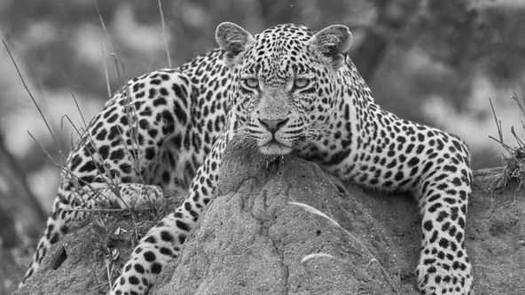 Linie predátorů (2)