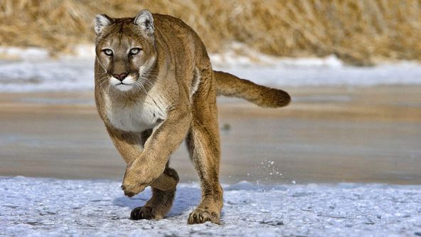 Největší zabijáci Aljašky (1)