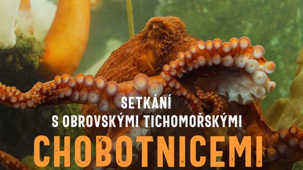 Setkání s obrovskými tichomořskými chobotnicemi