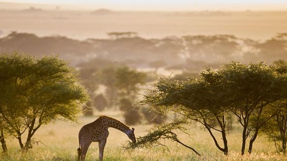 Africká divočina (1)