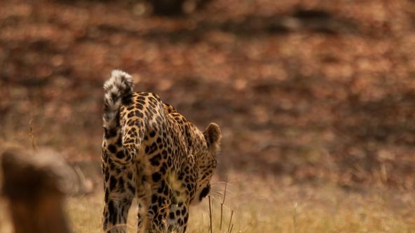 Leopards OF DEAD TREE Island