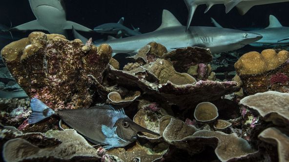 Dobrodružství s hejnem sedmi set žraloků