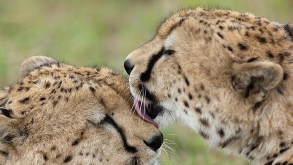 Instinkty zabijáka (1)