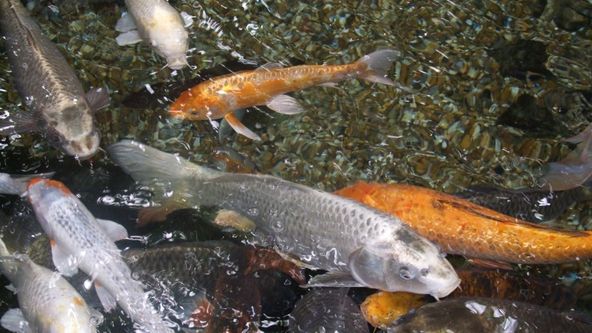 Zachytáme s Rybostrojem