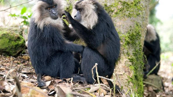 Dcery a synové divočiny (1/5)