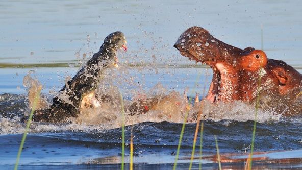 Hroch versus krokodýl