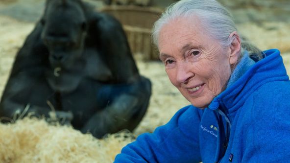 Jane Goodallová - životní příběh