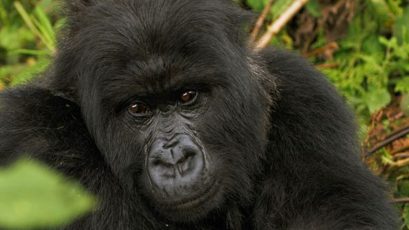 Gorily v obležení