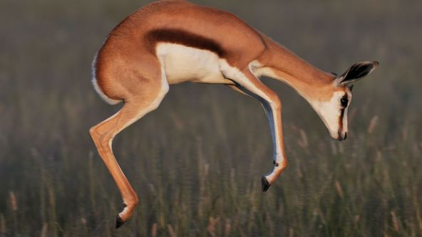 Království divočiny: Antilopa skákavá, poušť Kalahari