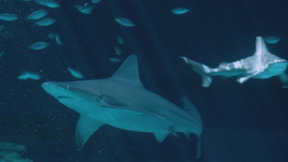 Když žraloci útočí V (6)