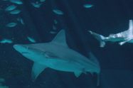 Když žraloci útočí V (9)