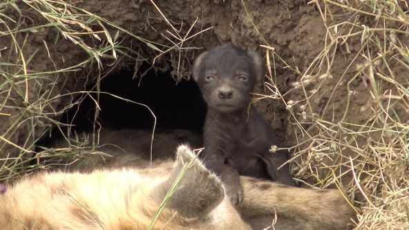 Království divočiny: Hyeny skvrnité, Tanzanie