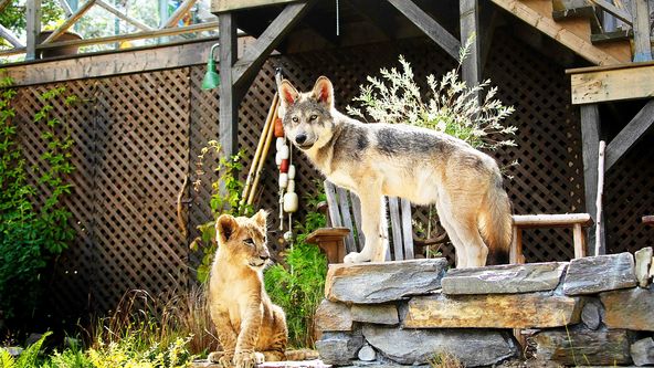 Vlk a lev: Nečekané přátelství