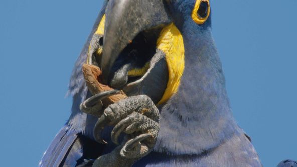 Pantanal - brazilský přírodní zázrak