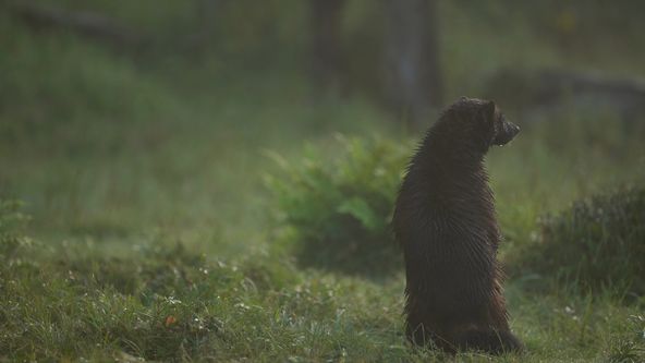 Rosomák - neústupná matka