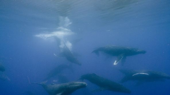 Námluvy ve světě zvířat (2/5)