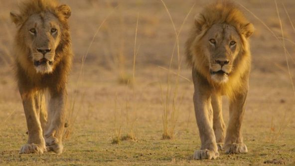 Afričtí lovci II (4)