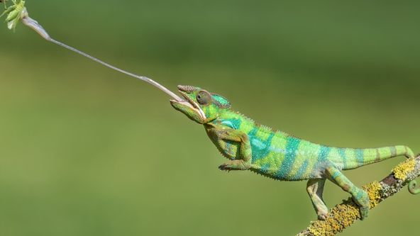 Bleskové útoky v přírodě (2)