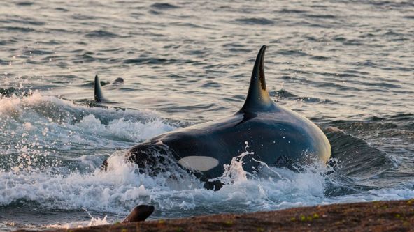 Hromadné útoky v přírodě (1)