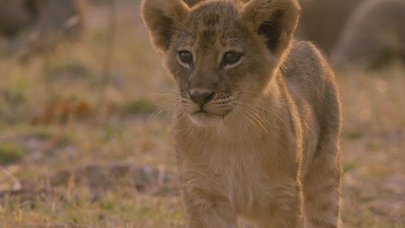 Afričtí lovci III (1)