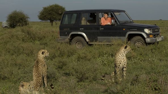 Války koček: Lev versus gepard