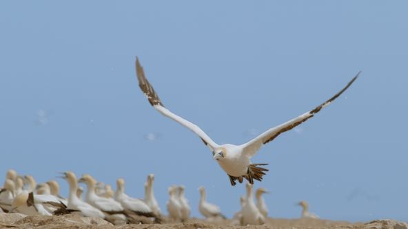 Dokonalí mořští predátoři (1/4)