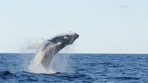 Zvířata vs přežití (3)