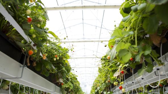 Od farmáře na talíř s Markétou Hrubešovou (1)