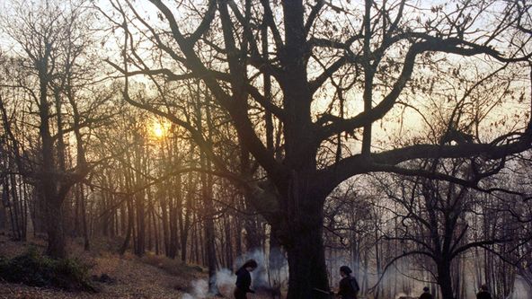 Příběhy z kaštanových lesů