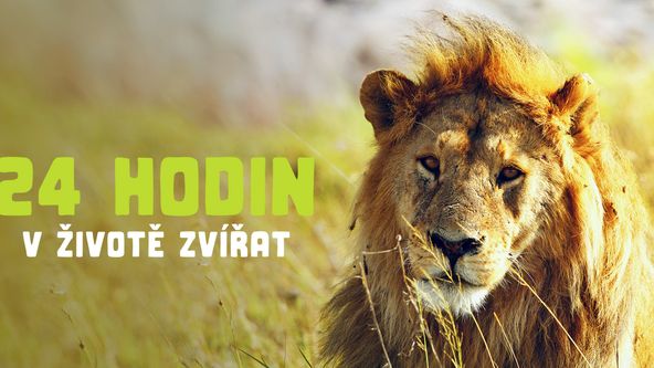 24 hodin v životě zvířat