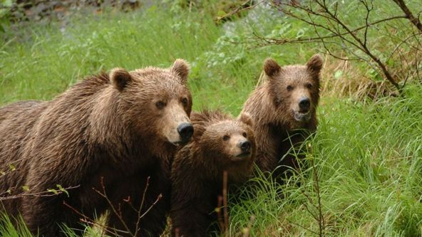 Záchrana aljašských zvířat II (2)