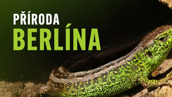 Příroda Berlína